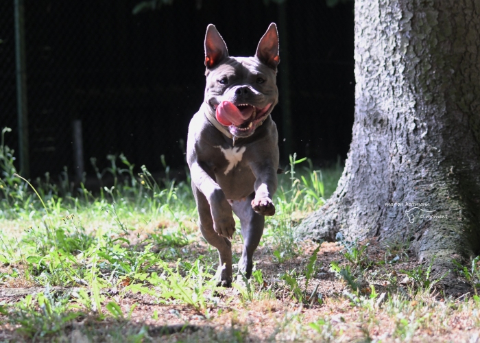 Hund, Staffordshire-Bullterrier-Mix, Erna, Tierheim Burgdorf