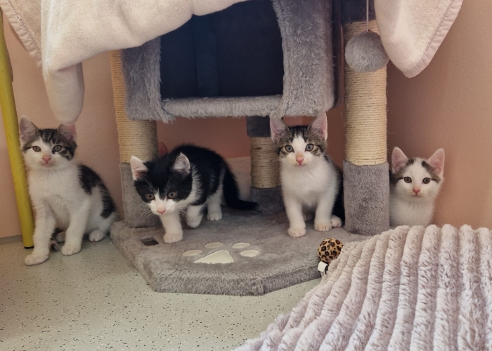 Katze, EKH, Paolo, Pino, Pistazio, Piccolina, Tierheim Burgdorf