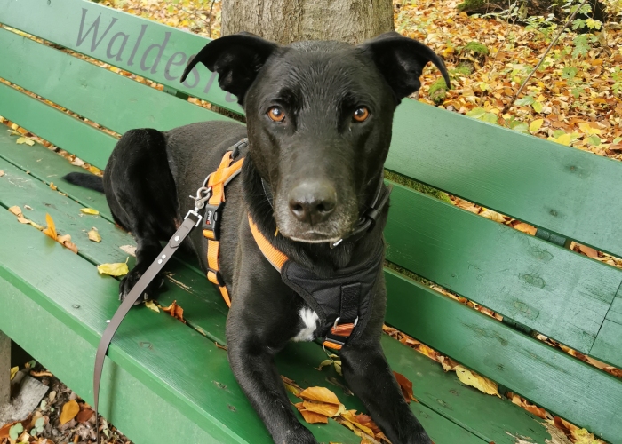 Labrador Mischling-Hund, Shadow, Tierheim Burgdorf