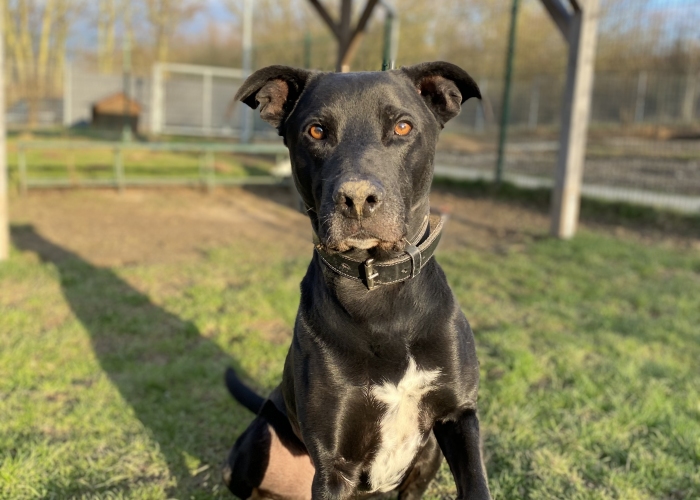 Labrador Mischling-Hund, Shadow, Tierheim Burgdorf