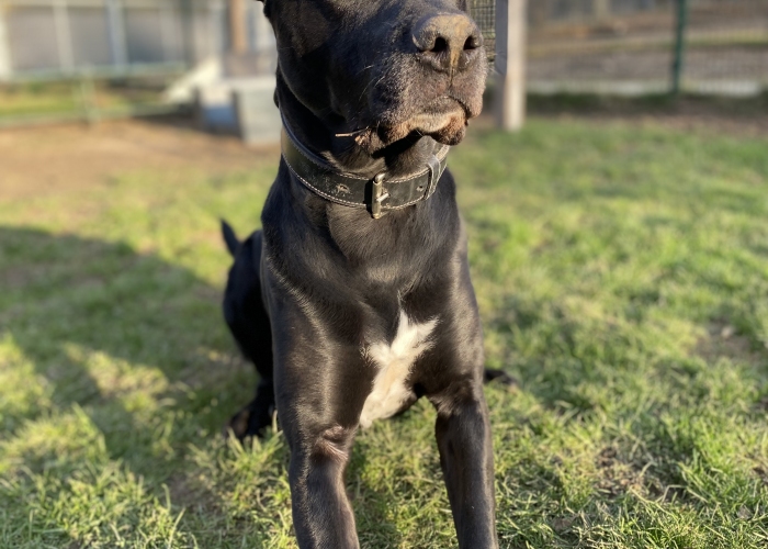 Labrador Mischling-Hund, Shadow, Tierheim Burgdorf