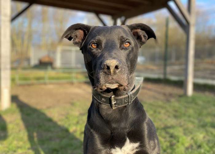 Labrador Mischling-Hund, Shadow, Tierheim Burgdorf