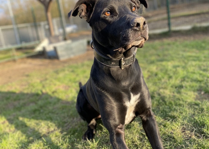 Labrador Mischling-Hund, Shadow, Tierheim Burgdorf