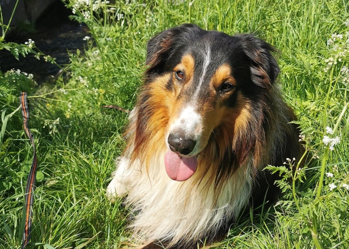 Hund, Collie, Merlin, Tierheim Burgdorf