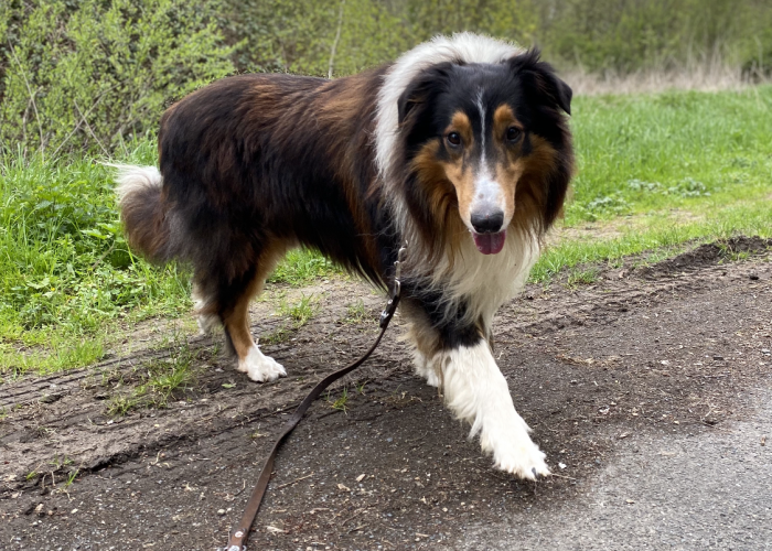 Collie-Hund, Merlin, Tierheim Burgdorf