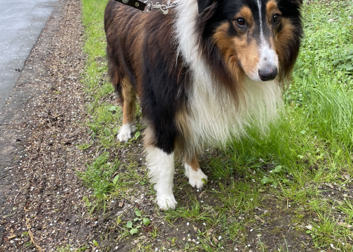 Collie-Hund, Merlin, Tierheim Burgdorf