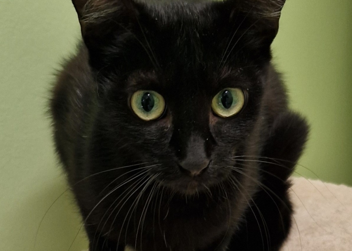 Katze, EKH, Veda, Tierheim Burgdorf