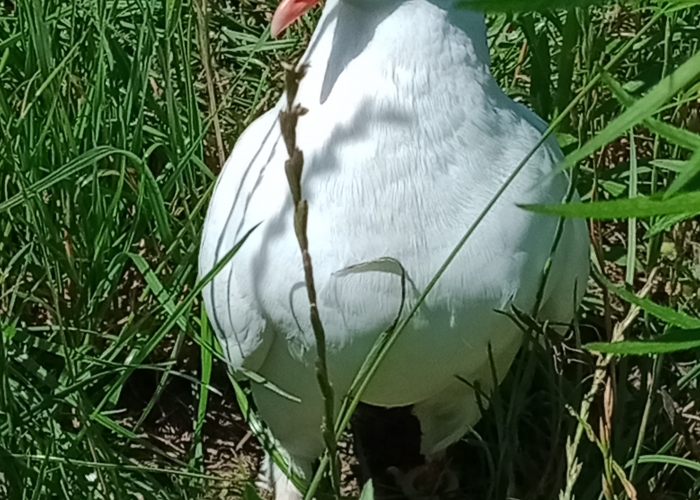 Vogel, Weiße Taube, , Tierheim Burgdorf