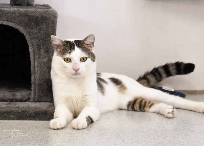 Katze, EKH, Feta, Tierheim Burgdorf