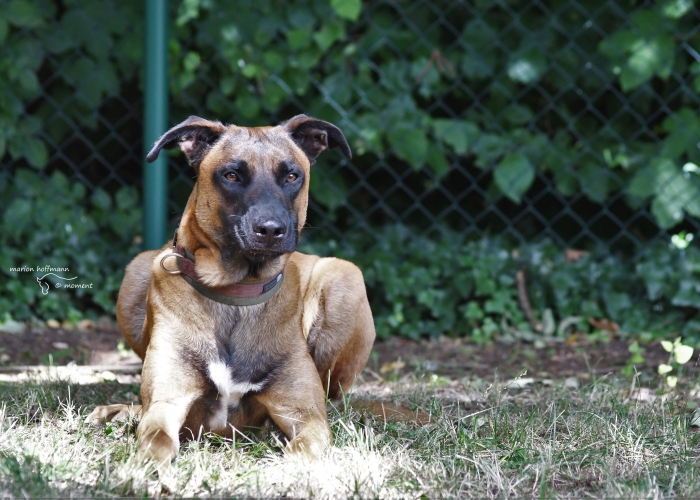Hund, Mali x RR, Cuba, Tierheim Burgdorf