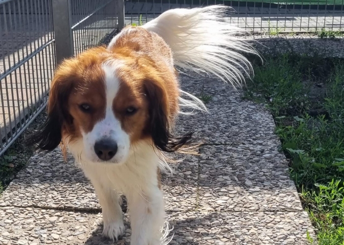 Hund, Nederlandse Kooikerhondje, Piet, Tierheim Burgdorf