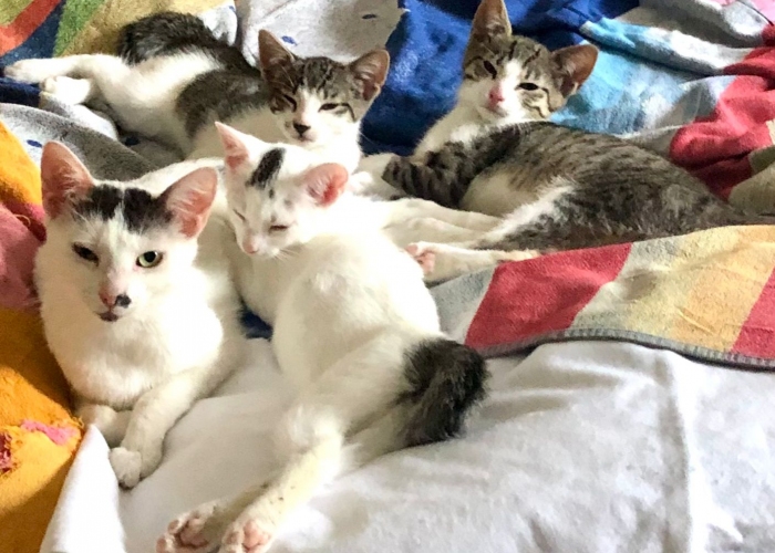 Katze, Hauskatze, Mutti und 3 Kinder, Tierheim Burgdorf