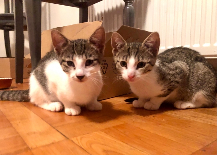 Hauskatze-Katze, Mutti und 3 Kinder, Tierheim Burgdorf