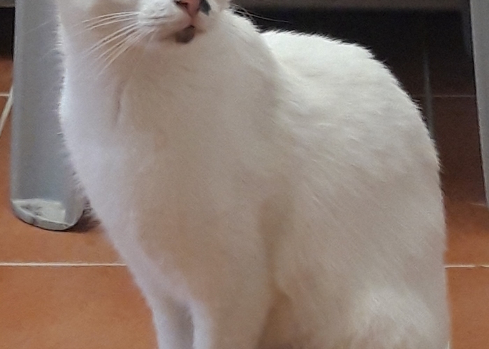 Hauskatze-Katze, Mutti und 3 Kinder, Tierheim Burgdorf
