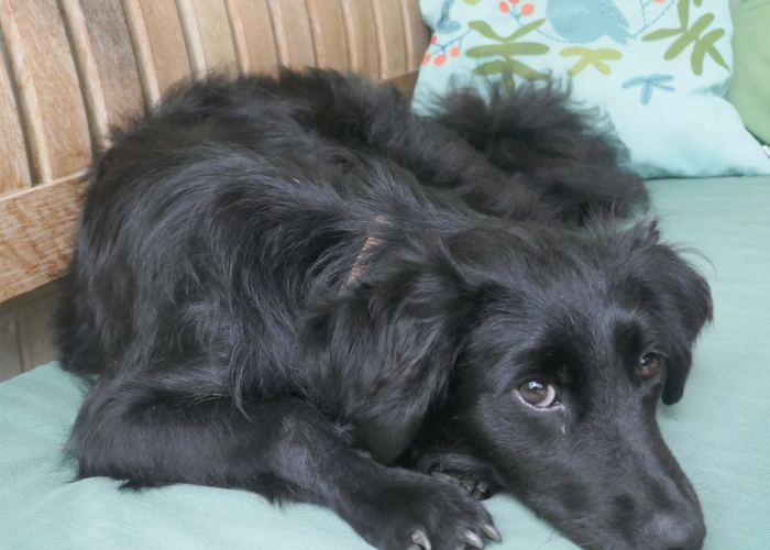 Hund, Mischling, Kasimir, Tierheim Burgdorf