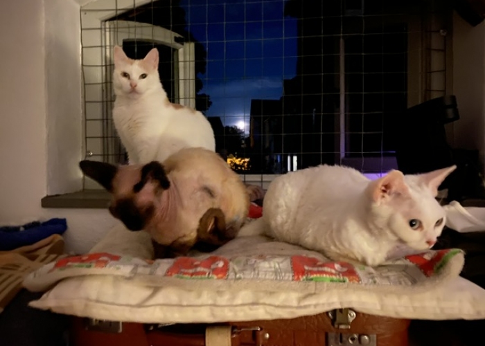 Katze, Devon Rex, Bella und Sima, Tierheim Burgdorf