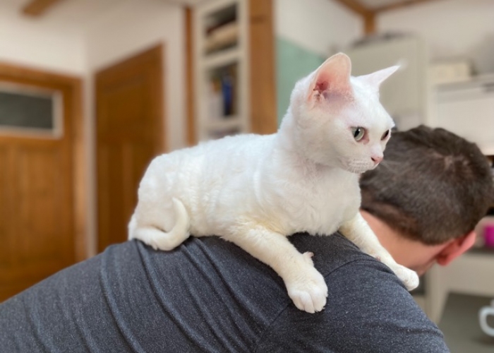 Devon Rex-Katze, Bella und Sima, Tierheim Burgdorf