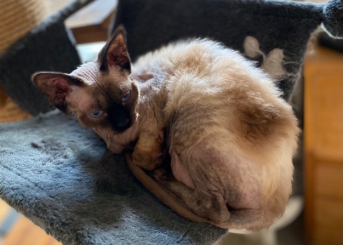 Devon Rex-Katze, Bella und Sima, Tierheim Burgdorf