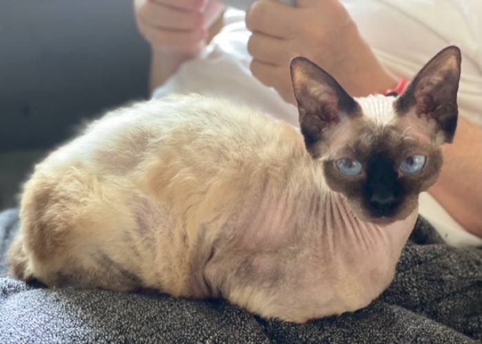 Devon Rex-Katze, Bella und Sima, Tierheim Burgdorf