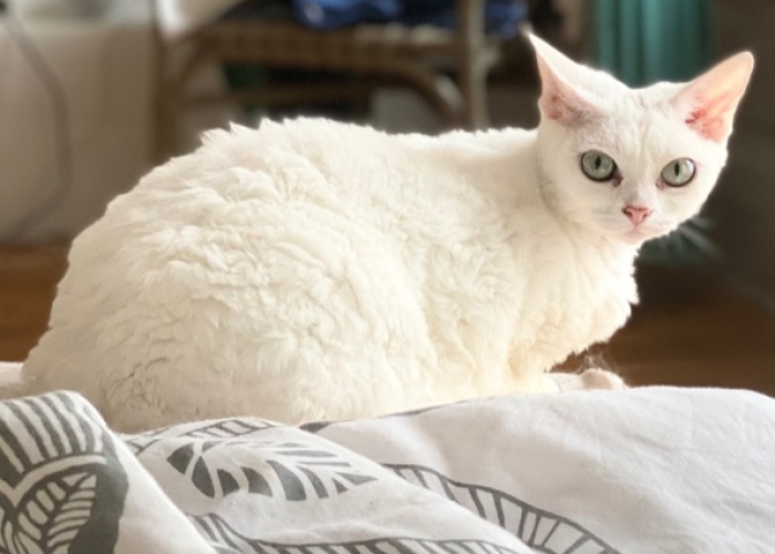 Devon Rex-Katze, Bella und Sima, Tierheim Burgdorf