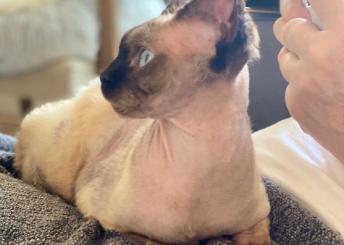 Devon Rex-Katze, Bella und Sima, Tierheim Burgdorf