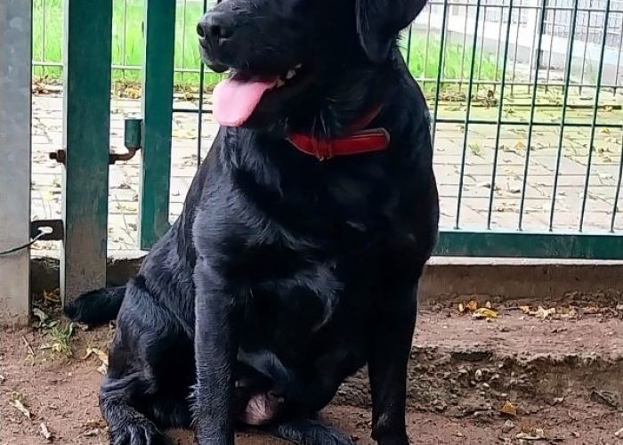 Hund, Labrador Retriever, Hexe, Tierheim Burgdorf