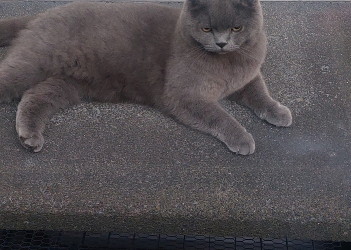 Katze, Britisch Kurzhaar , Kruemel, Tierheim Burgdorf