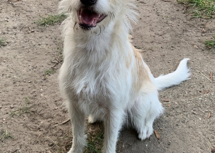 Hund, Kromfordländer Mix, Sumi, Tierheim Burgdorf