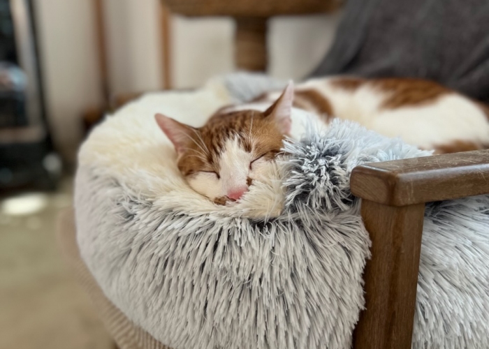 Katze, Turkish Van Mix, Neelix, Tierheim Burgdorf
