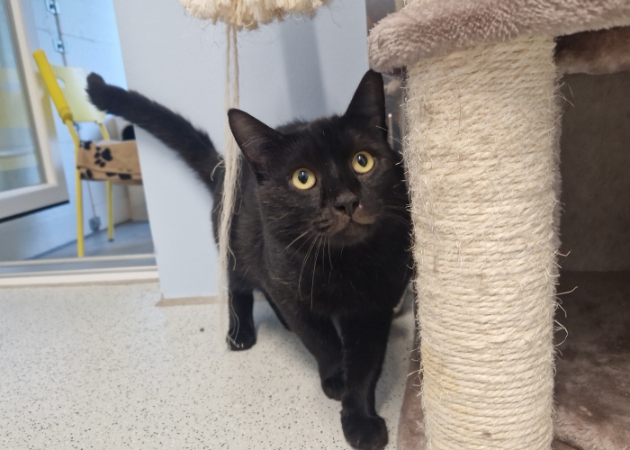 Katze, EKH, Quentin, Tierheim Burgdorf