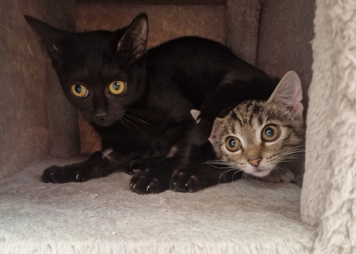 Katze, EKH, Fina und Luv , Tierheim Burgdorf