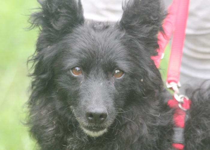 Hund, Mudi Mix, Charlene, Tierheim Burgdorf