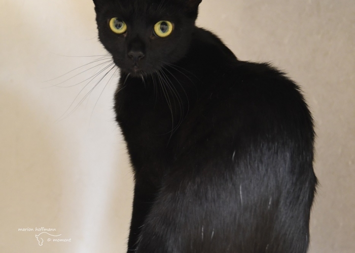 Katze, EKH-Mix, Vega, Velo, Vego, Tierheim Burgdorf