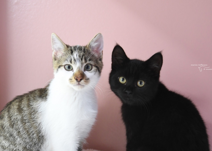 Katze, EKH, Nathale und Ferrari, Tierheim Burgdorf