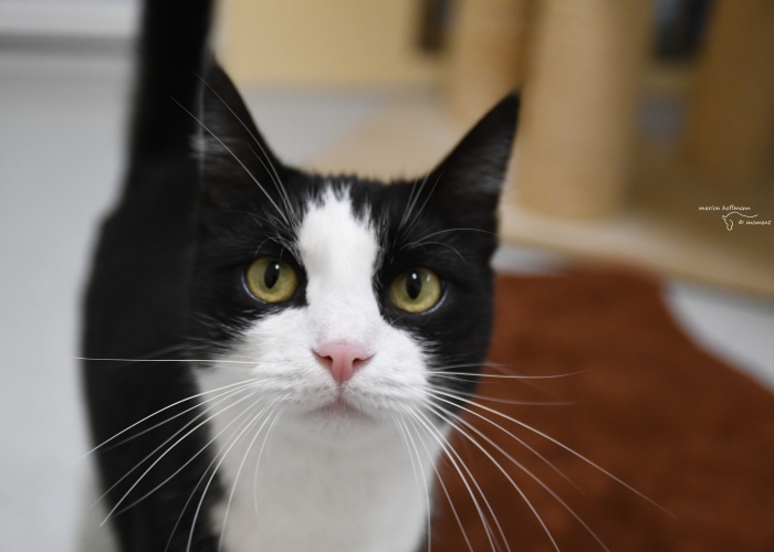 Katze, EKH, Galaxina, Tierheim Burgdorf