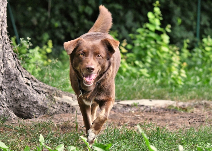 Hund, Australian Shepherd-Mischling, Mona, Tierheim Burgdorf