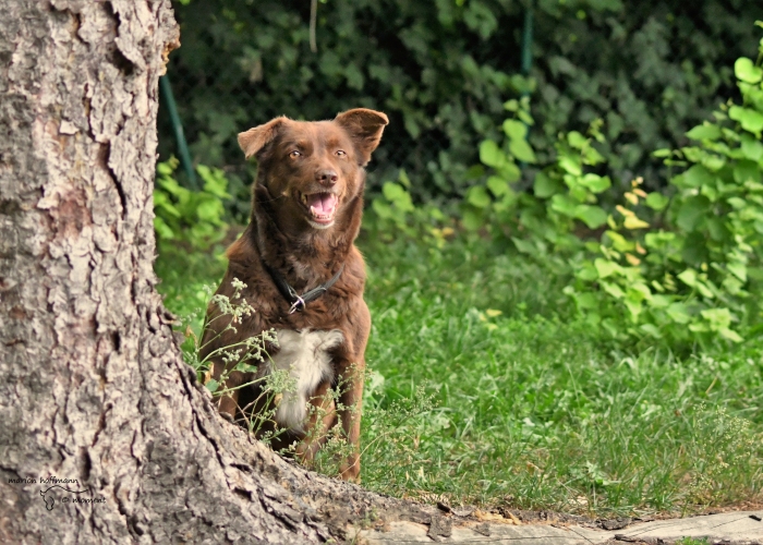 Australian Shepherd-Mischling-Hund, Mona, Tierheim Burgdorf
