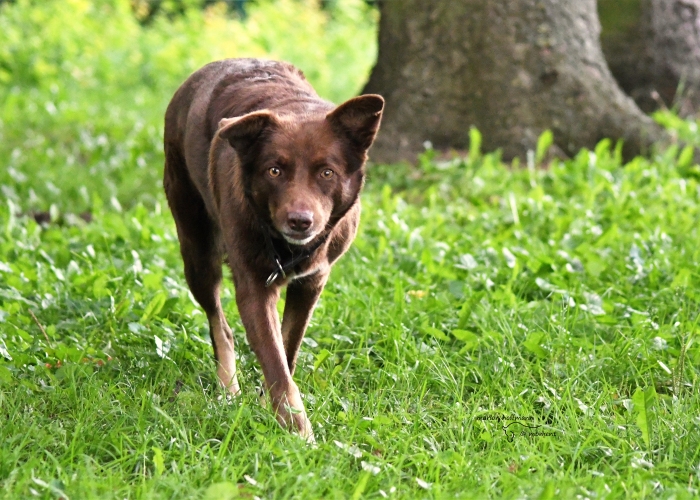 Australian Shepherd-Mischling-Hund, Mona, Tierheim Burgdorf