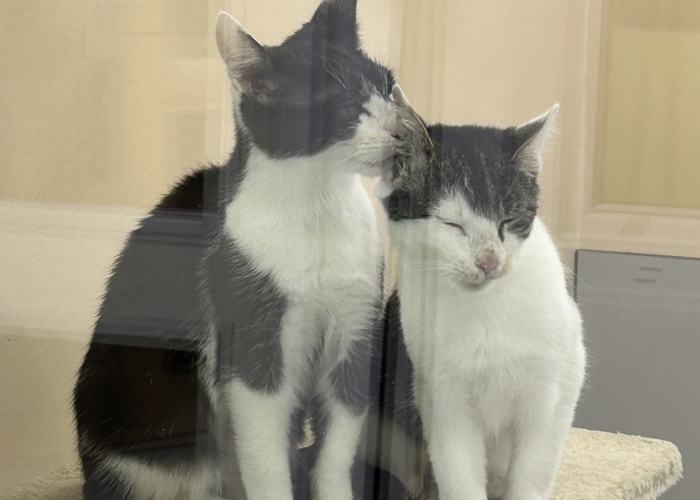 Katze, EKH, Paolo, Piccolina, Tierheim Burgdorf