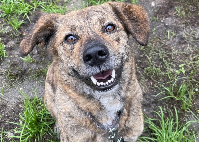 Rumänischer Edelmix-Hund, Valea, Tierheim Burgdorf