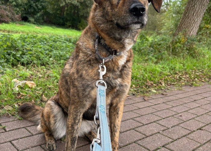 Rumänischer Edelmix-Hund, Valea, Tierheim Burgdorf