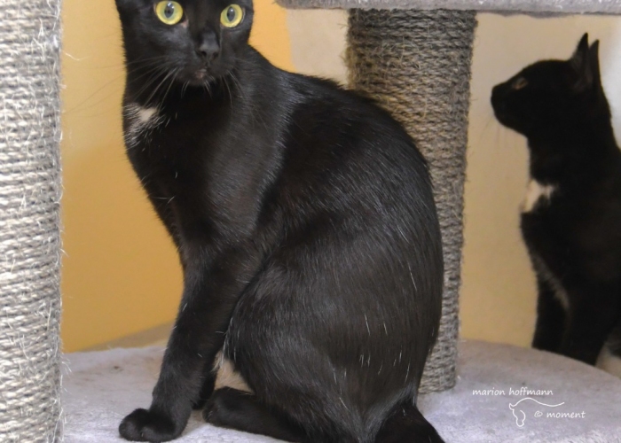 Katze, EKH-Mix, Vega, Tierheim Burgdorf