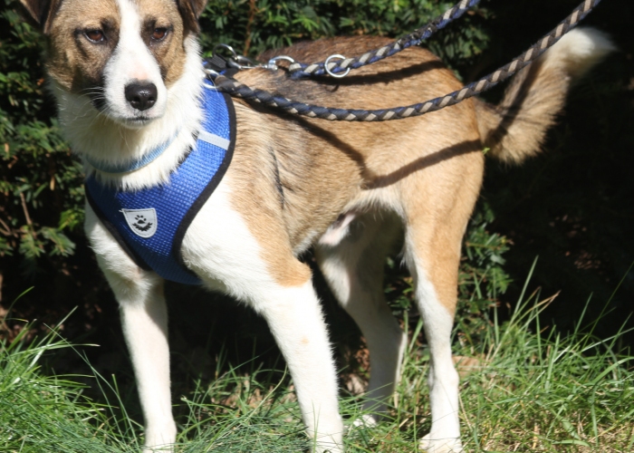 Hund, Mischling, Oleg, Tierheim Burgdorf