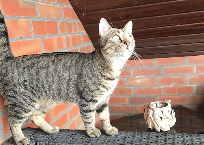 Katze, EKH Mischling, Agnes, Tierheim Burgdorf