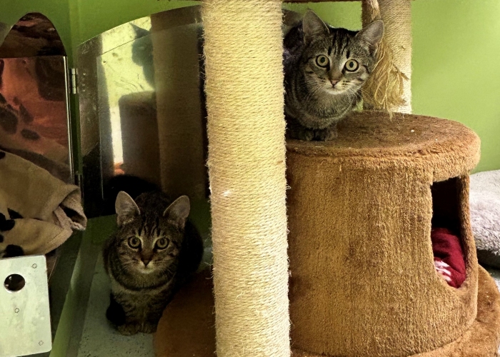 Katze, EKH, Hedda und Hedra, Tierheim Burgdorf