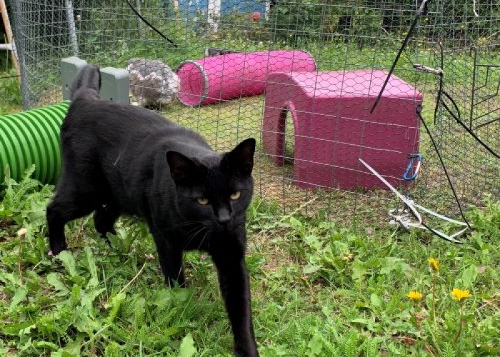 Katze, EKH, Momo, Tierheim Burgdorf