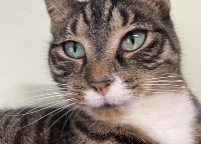 Katze, Hauskatze, Diva, Tierheim Burgdorf