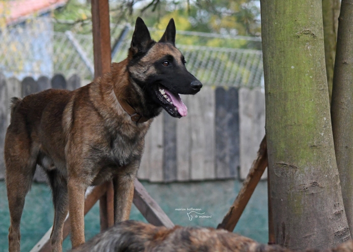 Malinois(-Herder?-Mix)-Hund, Rocket, Tierheim Burgdorf