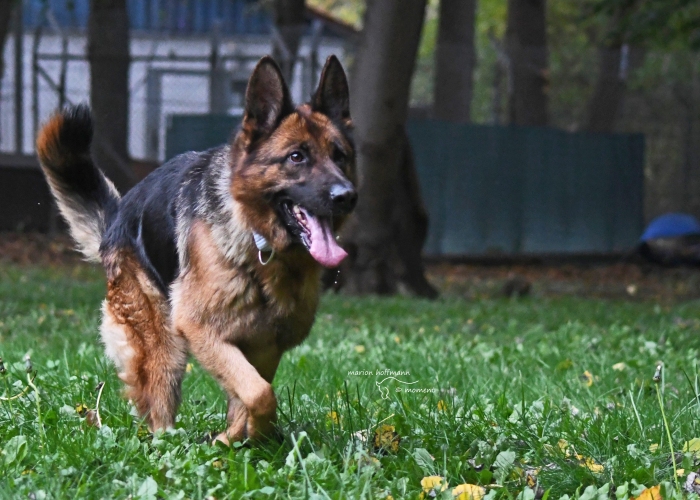 Hund, Deutscher Schäferhund, Maila, Tierheim Burgdorf