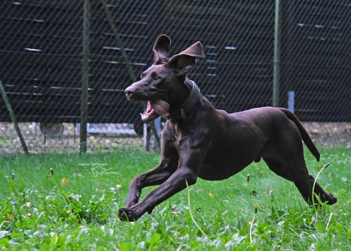 Deutsch-Kurzhaar (Mix)-Hund, Paul, Tierheim Burgdorf